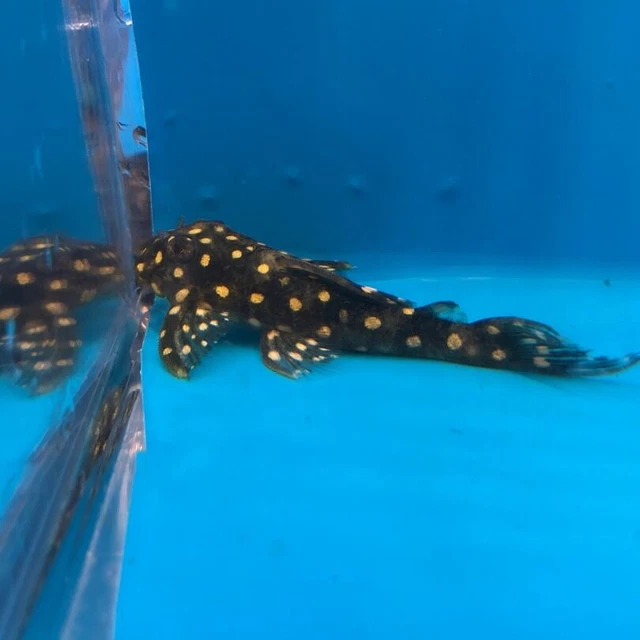 Snow ball pleco 2.5” in length - live tropical fish