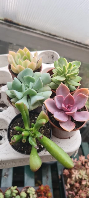 Succulents 5x