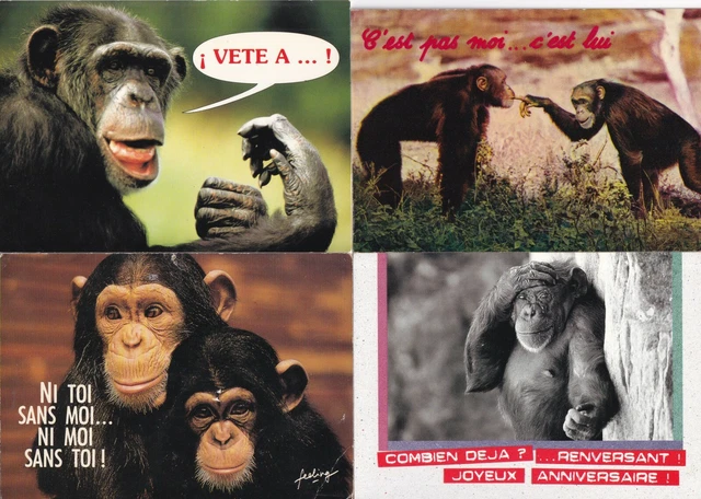 Lot 4 Cartes Postales 10cmx15cm Humour Humoristique Singes Monkeys Chimpanze 3 Eur 2 76 Picclick Fr