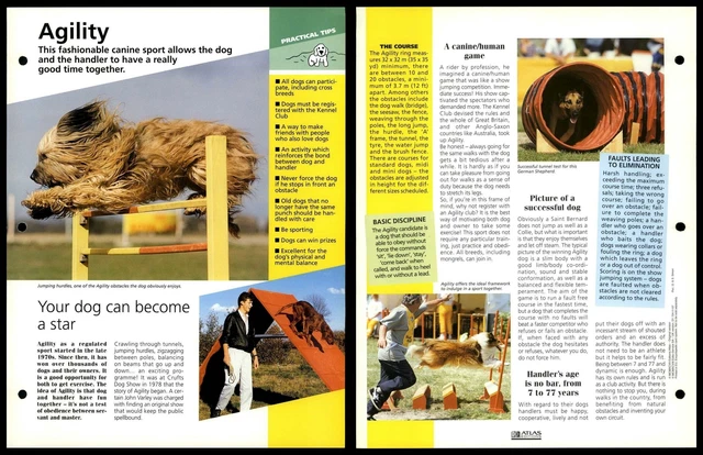 AGILITY - TIPS - Dogs Of The World Atlas Fact File Card £2.49 - PicClick UK