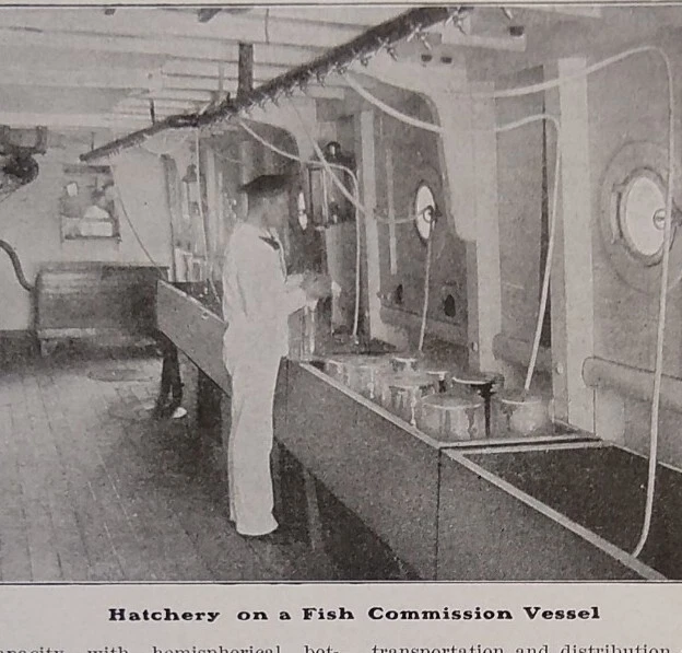 1905 Article HATCHING FISH BY MILLIONS U.S. Government Hatcheries SPEARFISH SD