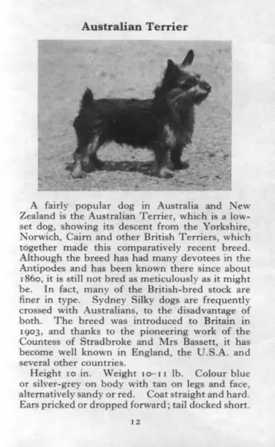 Australian Terrier - 1970 Vintage Dog Art Photo Print - Matted GIFT