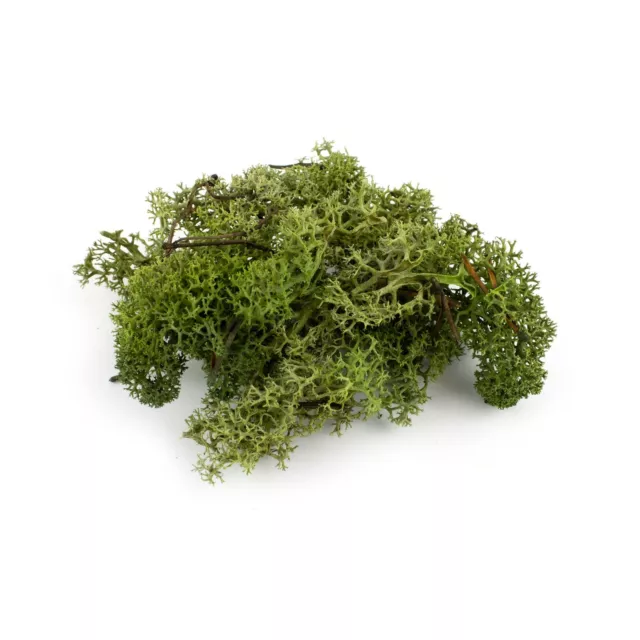 WWS Dunkelgrüne Lichen Modell Moos 60g - Flechte Laub Baum Busch Hecke