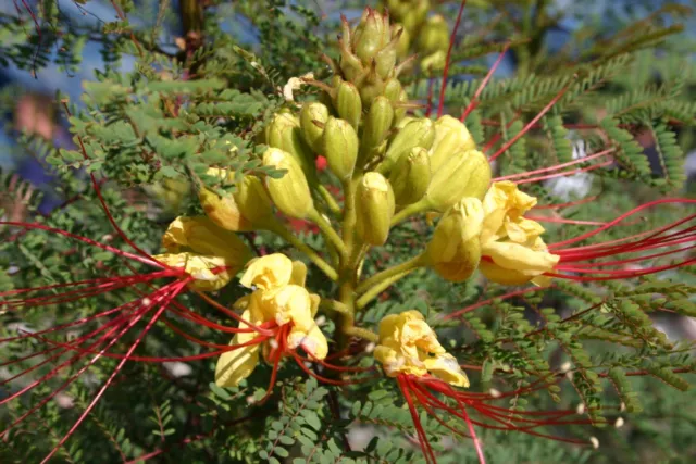 Caesalpinia Gilliesii    Oiseau De Paradis Rustique