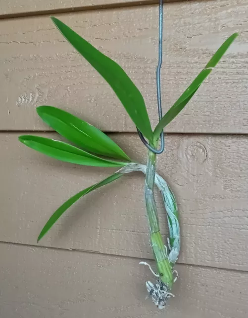 Astro Jaguar on X: Schombocatonia Mem. Louise Fuchs X. Cattleya