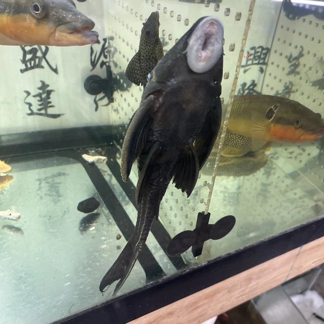 Blue Eyed Pleco (Panaque cochliodon) Tropical live fish 9-10 inch