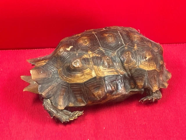 Tortue Steiff « Slo » vintage avec carapace en caoutchouc, sans pièce d'identité, adorable. - France