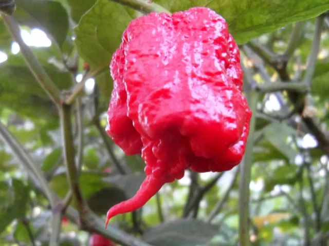 CAROLINA REAPER  il peperoncino piu piccante al mondo  HP 22 B-20 semi +guida