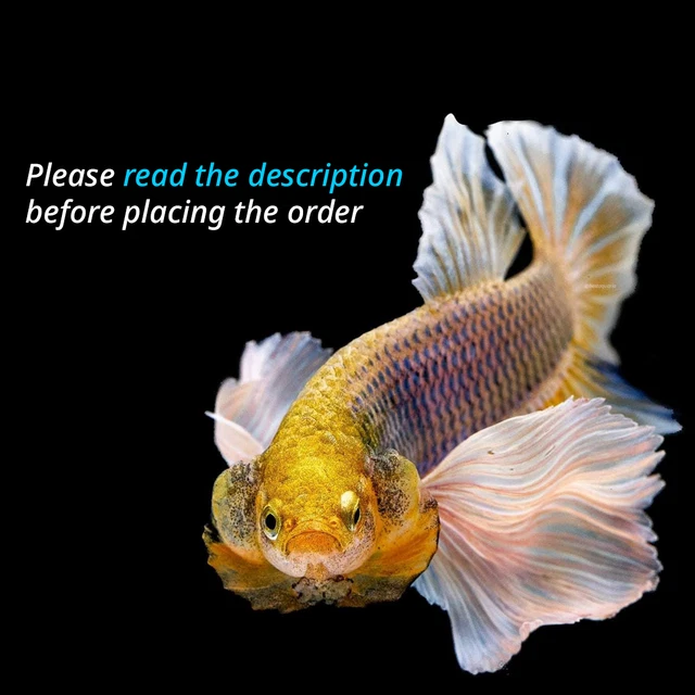 (VVIP!) Premium Live Betta Fish l Male Halfmoon METALLIC GREEN VAMPIRE 2