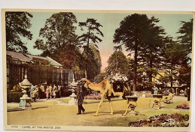 Postcard - Camel at the Bristol Zoo. Harvey Barton