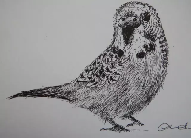 Original sketch pen & ink bird drawing of a Budgerigar on ivory white paper