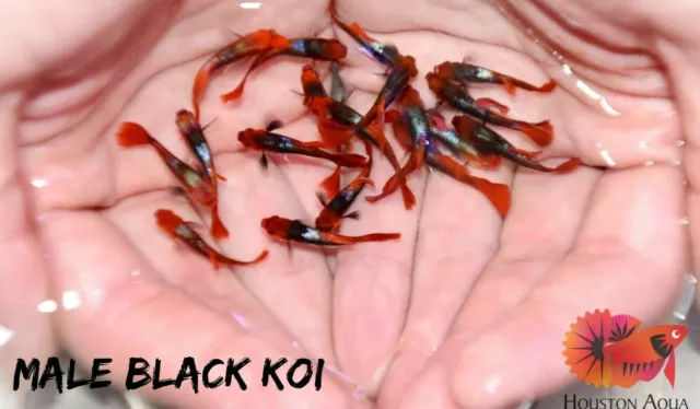 1 Pair - Koi Black Tuxedo Guppy - Live Aquarium Guppy Fish High Quality Grade A+