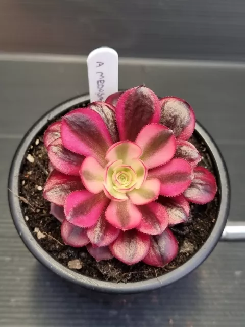 Aeonium 'Medusa'