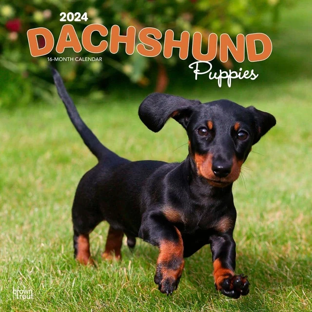 Perro Salchichas Calendario De Pared 2026, 21X21CM Perro Salchichas
