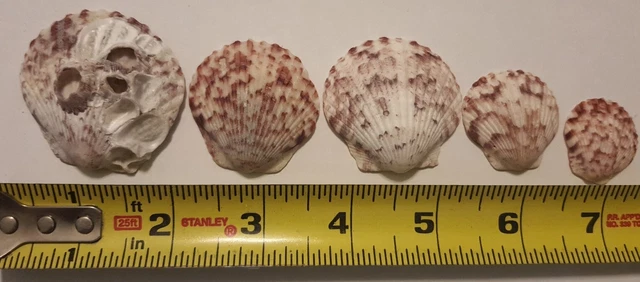 Lot Of 5 Scallop Sea Shells small Beach Decor Craft Baking Serving aquarium