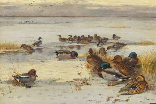 Mallard and Teal on a Snowy Marsh | Archibald Thorburn | 1907 Animal Duck Print