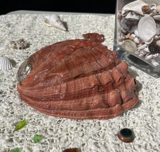 Red Abalone Shell California 60s Large 7 3/4” x 6” Polished