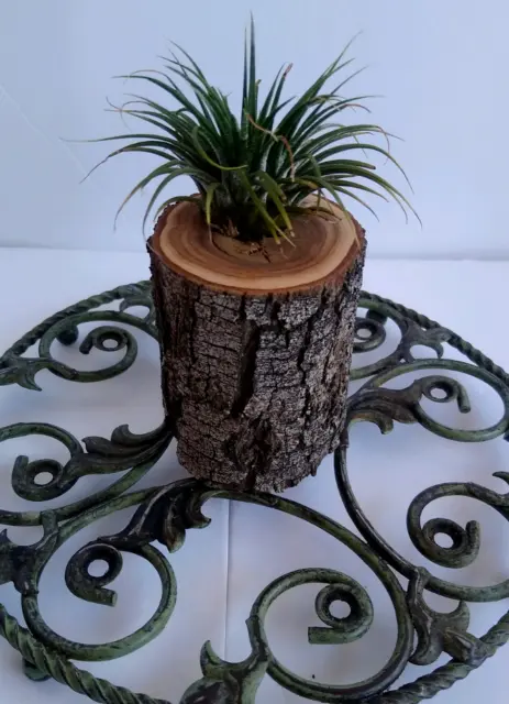 Air plant holder, unique real wood branch, naturally from Arizona desert trees.