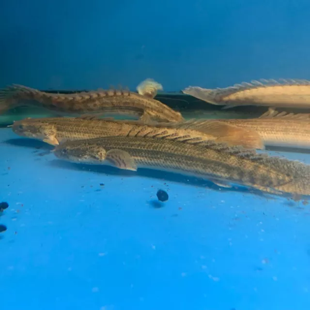 Polypterus lapradei bichirs 4" in length very rare fish