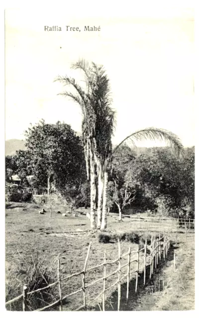 SEYCHELLES - RAFFIA TREE, MAHE Ohashi Postcard