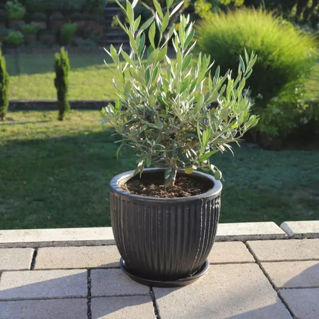 Pflanzgefäß Blumentopf Linea Ø24 cm anthrazit glasiert mit Untersetzer frostfest