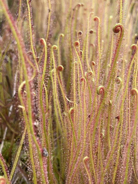 Pianta carnivora Drosera filiformis “Typical” NO SEMI Torba Dionea Fiori