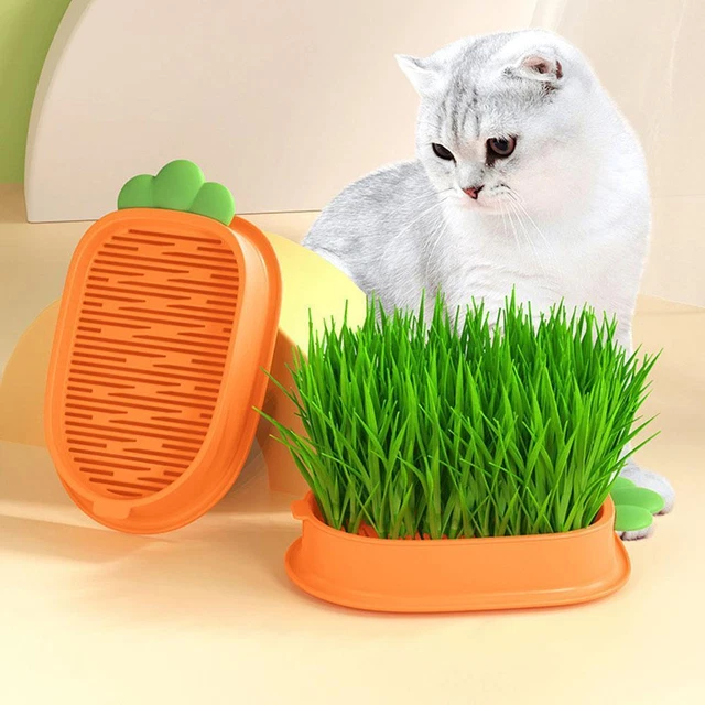 Cat Grass Planting Box Plant Growing Kit Hydroponic Soil-Free Grass Cat N0X1