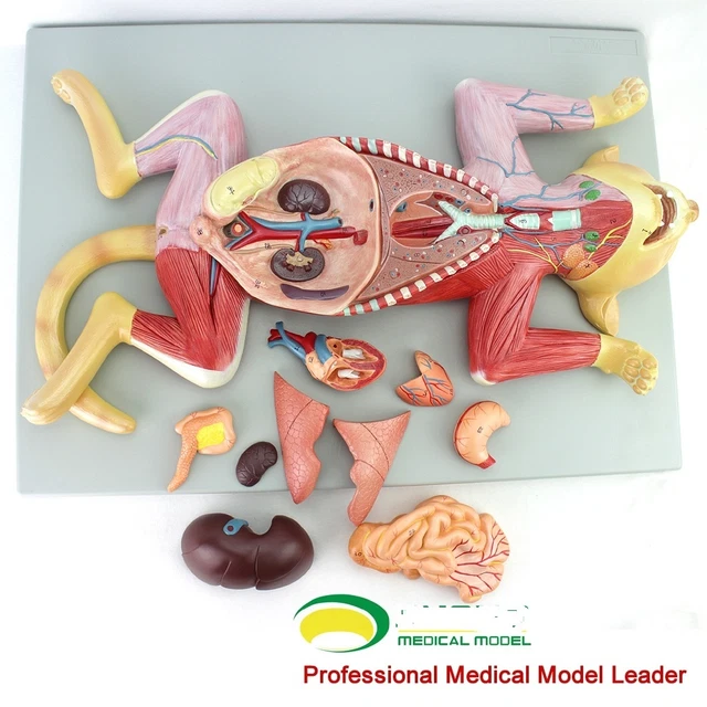 Feline cat anatomy model organ visceral muscle nerve heart  vet study animal