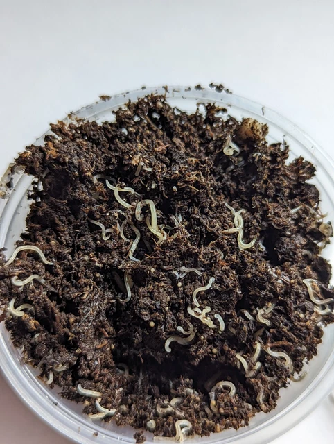 White Worm Starter Culture