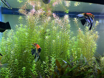20 STEMS Rotala Rotundifolia Tropical Freshwater Aquarium Live Plant