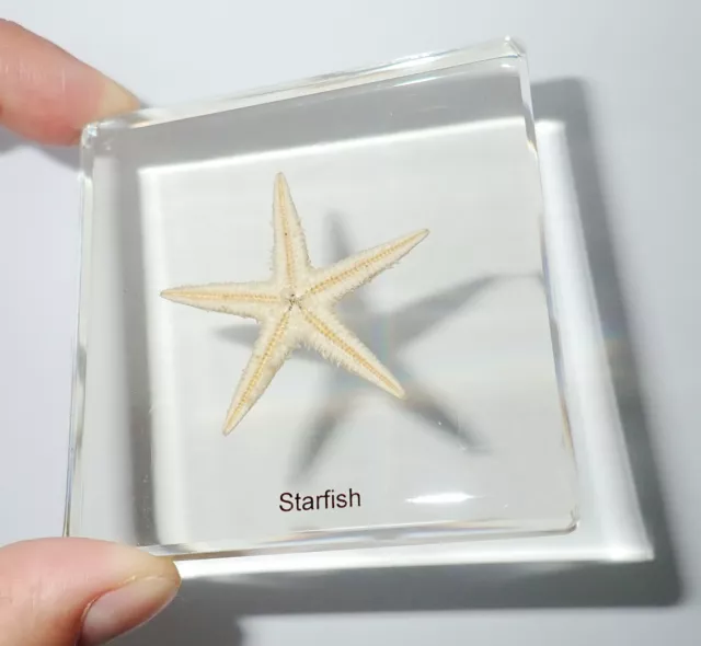 Starfish Flatbottom Seastar in 75 mm Clear Square Resin Slide Learning Aid SS75