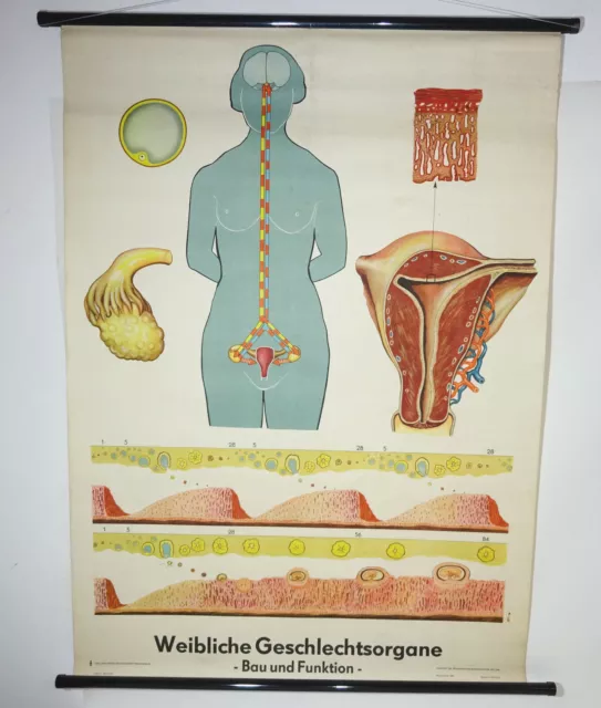 Vintage Role Map Female Geschlechtsorgane Lehrkarte Blackboard GDR Decor (20