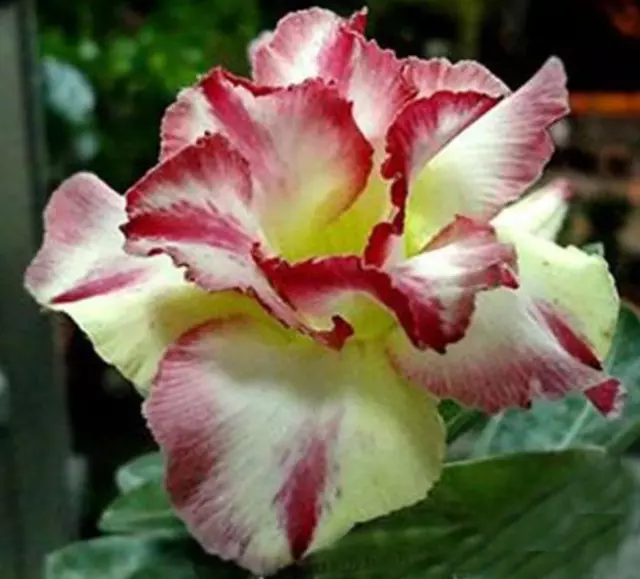 2PCS Semillas Adenium Dard Rojo-Blanco-Amarillo Brillante Flores Dobles 3...