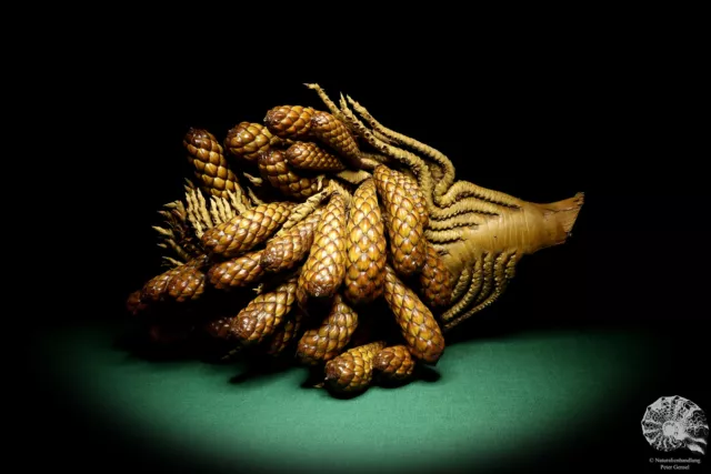 Raphia farinifera tropical centroáfrica palmera reciente frutos secos especie