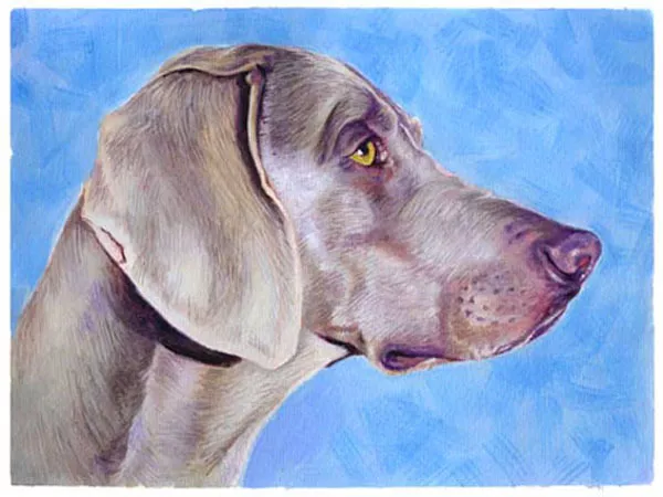 artav Weimaraner 02 Art Print of Original Watercolor