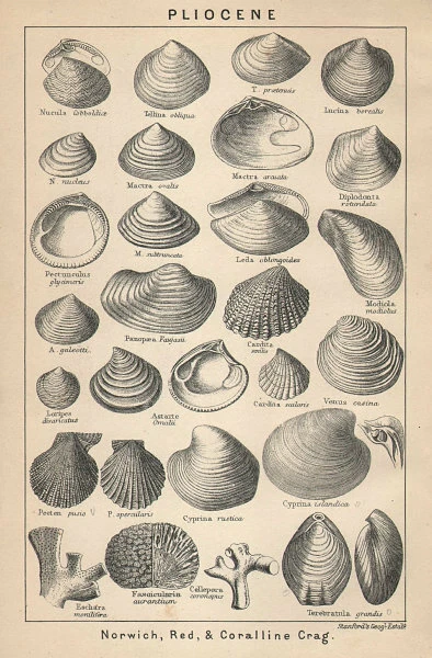 BRITISH FOSSILS. Pliocene - Norwich, Red, & Coralline Crag. STANFORD 1907