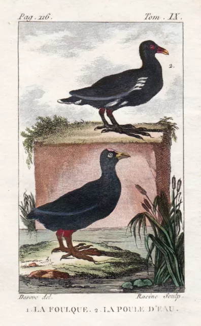 Foulque Blässhuhn Vogel Vögel bird birds oiseaux oiseau engraving Buffon 1780