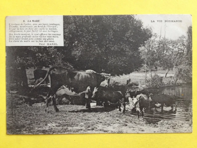 cpa Poème de Paul HAREL d' ECHAUFFOUR (Orne) VACHES à la MARE Troupeaux
