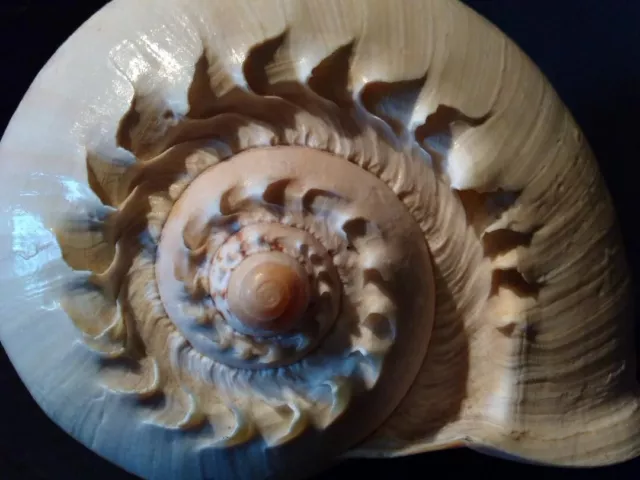 Extra Large Melon Shell  23 cm x 20 cm  Beach Sea Shell Natural.