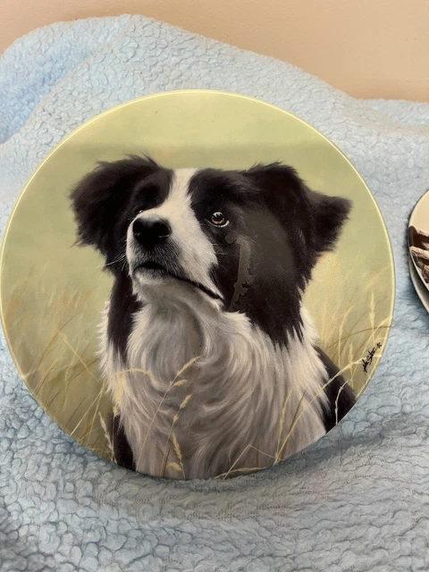 Border Collie Yours Faithfully Royal Worcester Plate