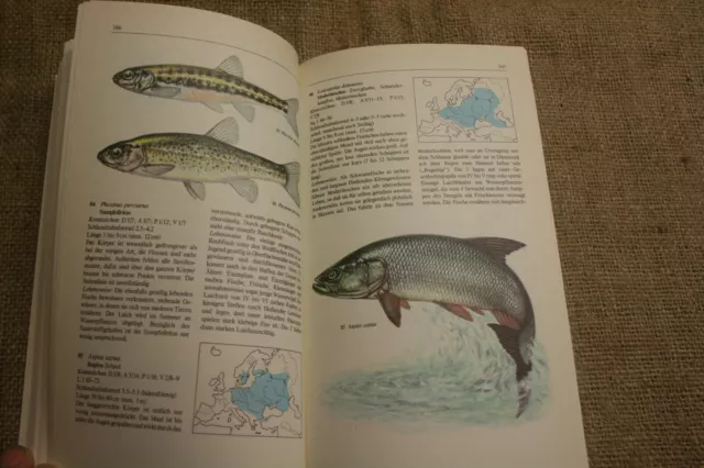 Fachbuch Fische Europas Fischkunde Angler bestimmen Vorkommen DDR 1983