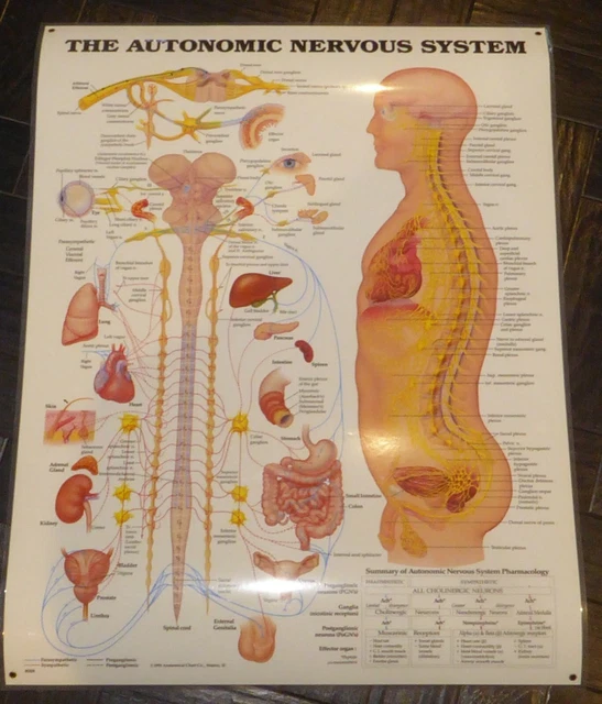 THE AUTONOMIC NERVOUS System - Anatomical Chart - Mint Cond ...
