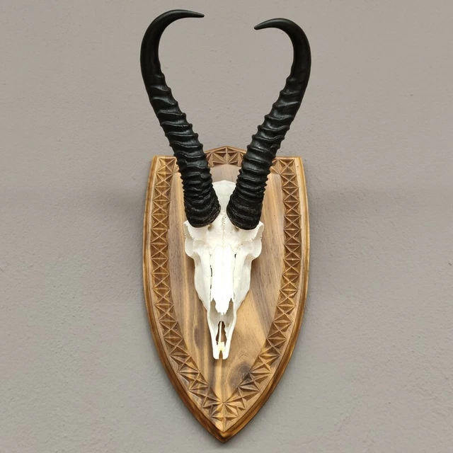Gacela Antílope Trofeo de Calavera En Escudo de Trofeo Hl 34 CM Decoración
