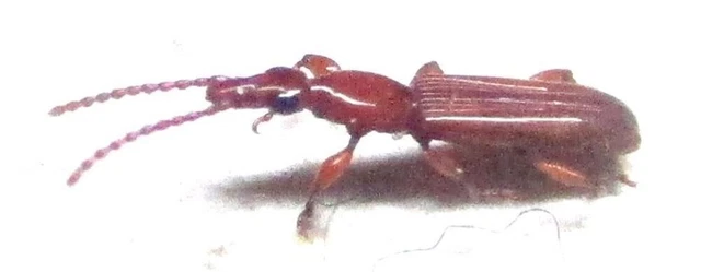 M009 PA : Brenthidae species? 5mm