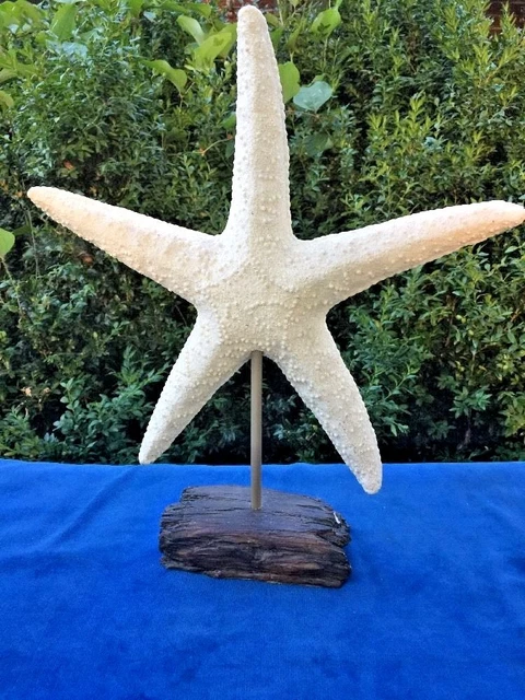 Vintage Mar Sparkle Blanco Arena Encendido Driftwood Escultura Náutico Mar Decor