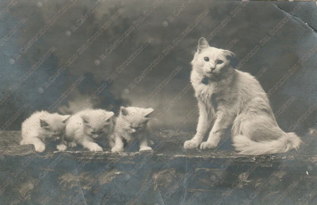 Famiglia di gatti Gattini Fotografia RESTELLI animali Cartolina