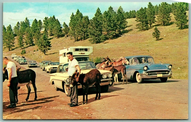 custer state psrk 4 july