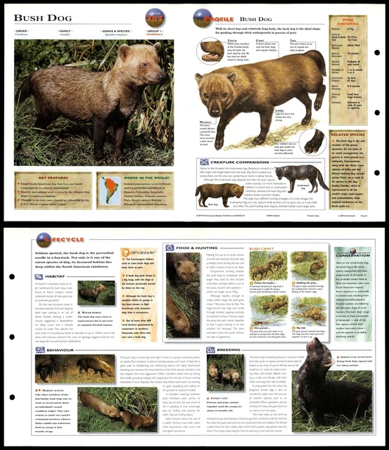 BUSH DOG #285 Mammals - Wildlife Explorer Fold-Out Card EUR 3,51 ...