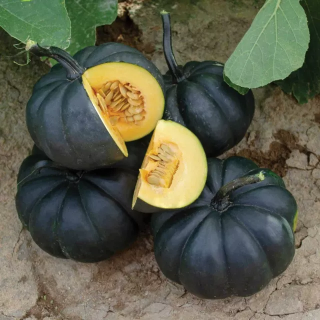 10 Black Kat Pumpkin seeds ! Fall !! Unique ! Specialty ! Black ! Midnite !