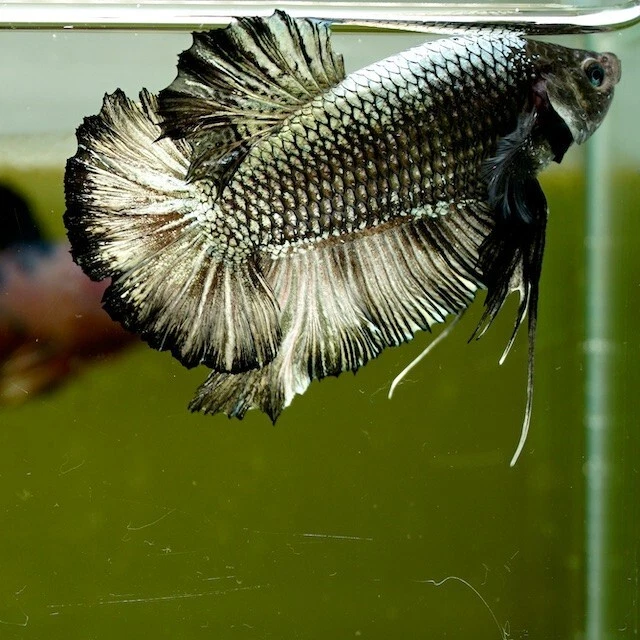 Live Betta Fish Giant Black Copper HMPK PremiumGradeThailand(7.5cm)